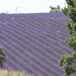 La Grande Dame Valensole
